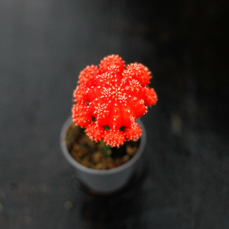 Gymnocalycium mihanovichii orange 5,5 cm