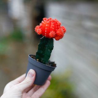 Gymnocalycium mihanovichii orange