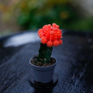 Gymnocalycium mihanovichii orange