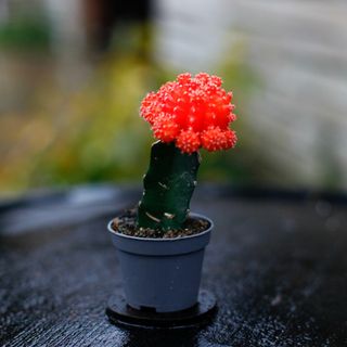 Gymnocalycium mihanovichii orange