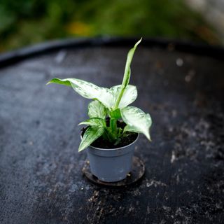 Dieffenbachia 'Snow' RÄDDA MIG!
