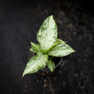 Dieffenbachia 'Snow' RÄDDA MIG!