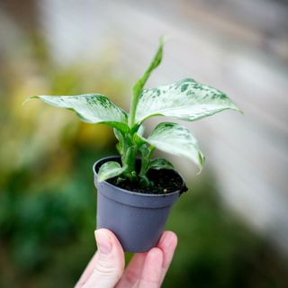 Dieffenbachia 'Snow' RÄDDA MIG!