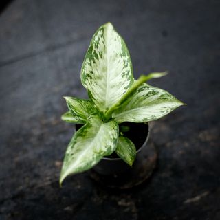 Dieffenbachia 'Snow' RÄDDA MIG!