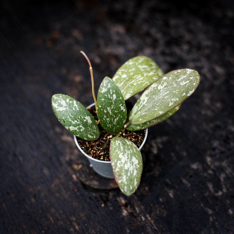 Hoya sigillatis 6 cm