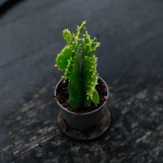 Opuntia brasiliensis