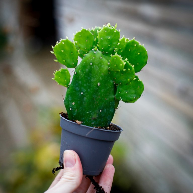 Opuntia brasiliensis 6 cm