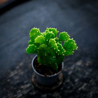 Opuntia brasiliensis