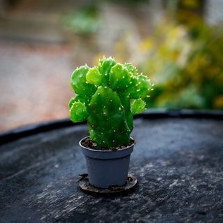 Opuntia brasiliensis