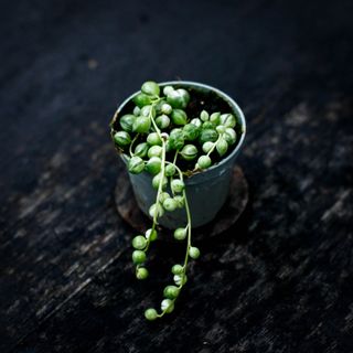 Senecio ’Variegata’ - Ärtor på tråd variegerad