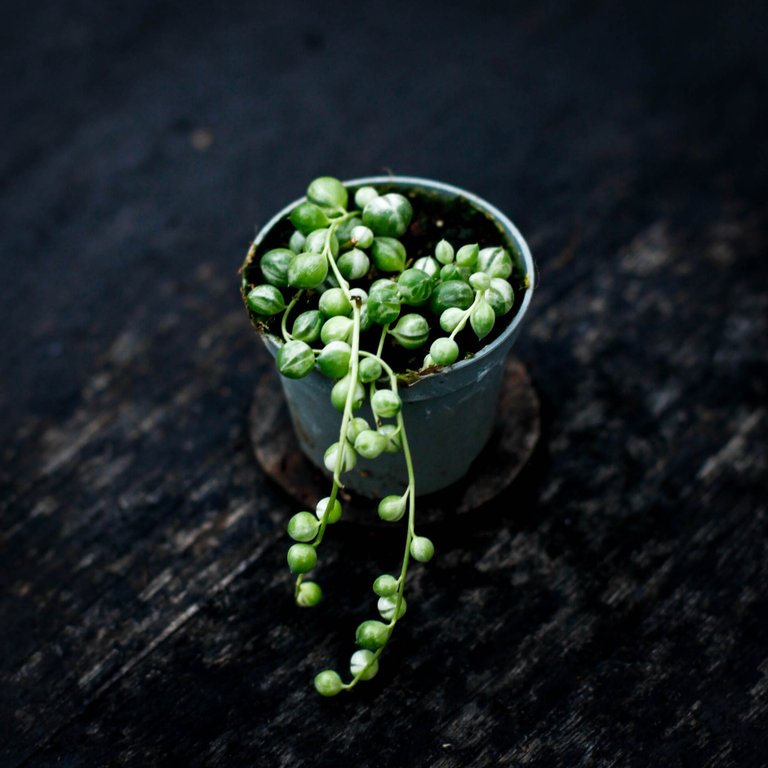 Senecio ’Variegata’ - Ärtor på tråd variegerad 6 cm