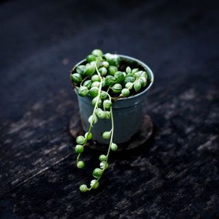 Senecio ’Variegata’ - Ärtor på tråd variegerad