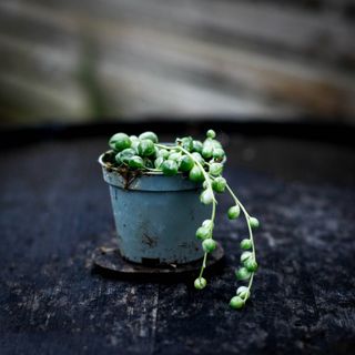 Senecio ’Variegata’ - Ärtor på tråd variegerad