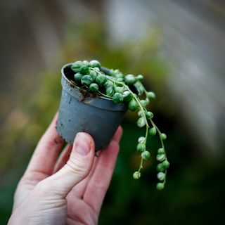 Senecio ’Variegata’ - Ärtor på tråd variegerad