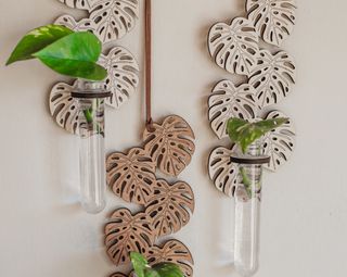 Sticklingsstation Monstera