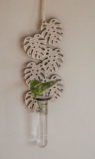 Sticklingsstation Monstera