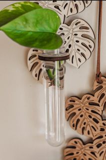 Sticklingsstation Monstera