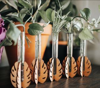 Sticklingsstation stående Monstera