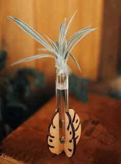 Sticklingsstation stående Monstera