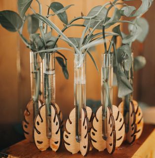 Sticklingsstation stående Monstera