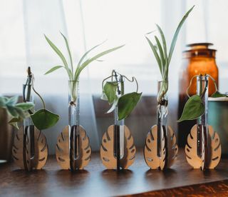 Sticklingsstation stående Monstera