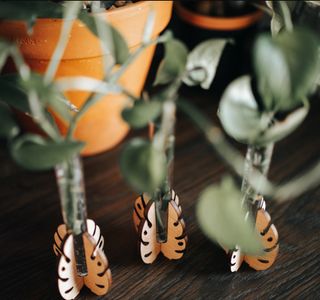 Sticklingsstation stående Monstera