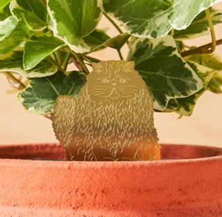 Växtdjur Katt långhårig