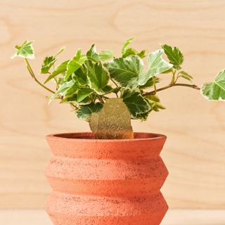 Växtdjur Katt långhårig