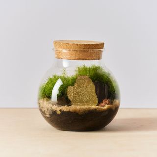 Växtdjur Katt långhårig