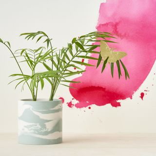 Växtdjur Nattfjäril