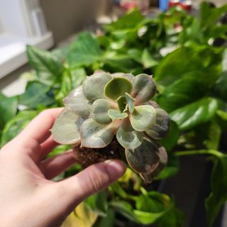 Echeveria 'Metallica'