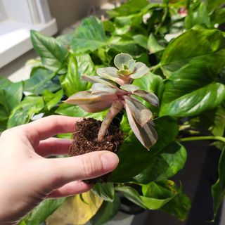 Echeveria 'Metallica'