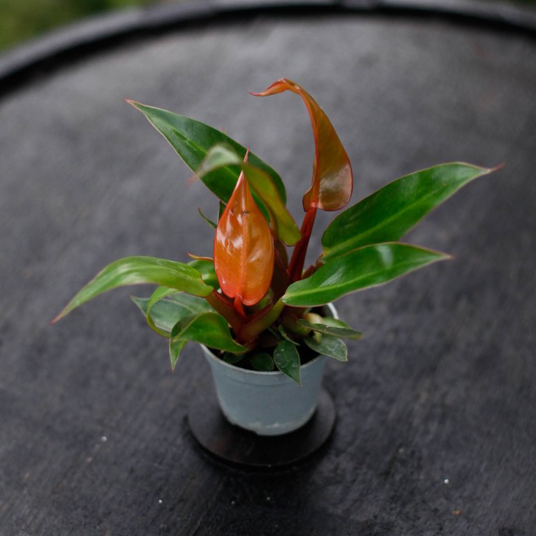 Philodendron Orange 6 cm