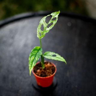 Monstera obliqua sp. Peru
