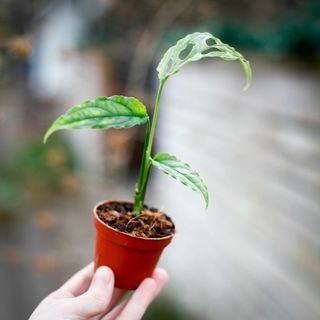 Monstera obliqua sp. Peru