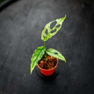 Monstera obliqua sp. Peru