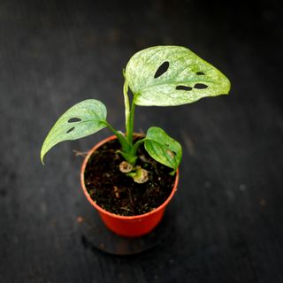 Monstera adansonii 'Mint'