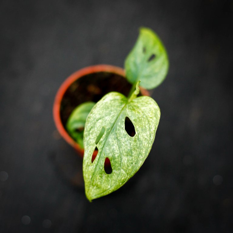 Monstera adansonii 'Mint' 6 cm