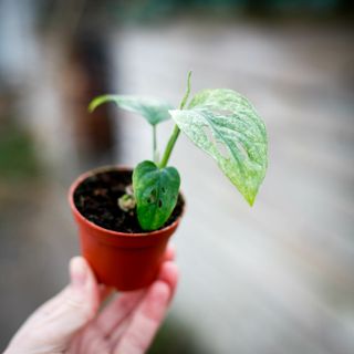 Monstera adansonii 'Mint'