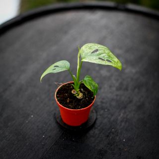Monstera adansonii 'Mint'