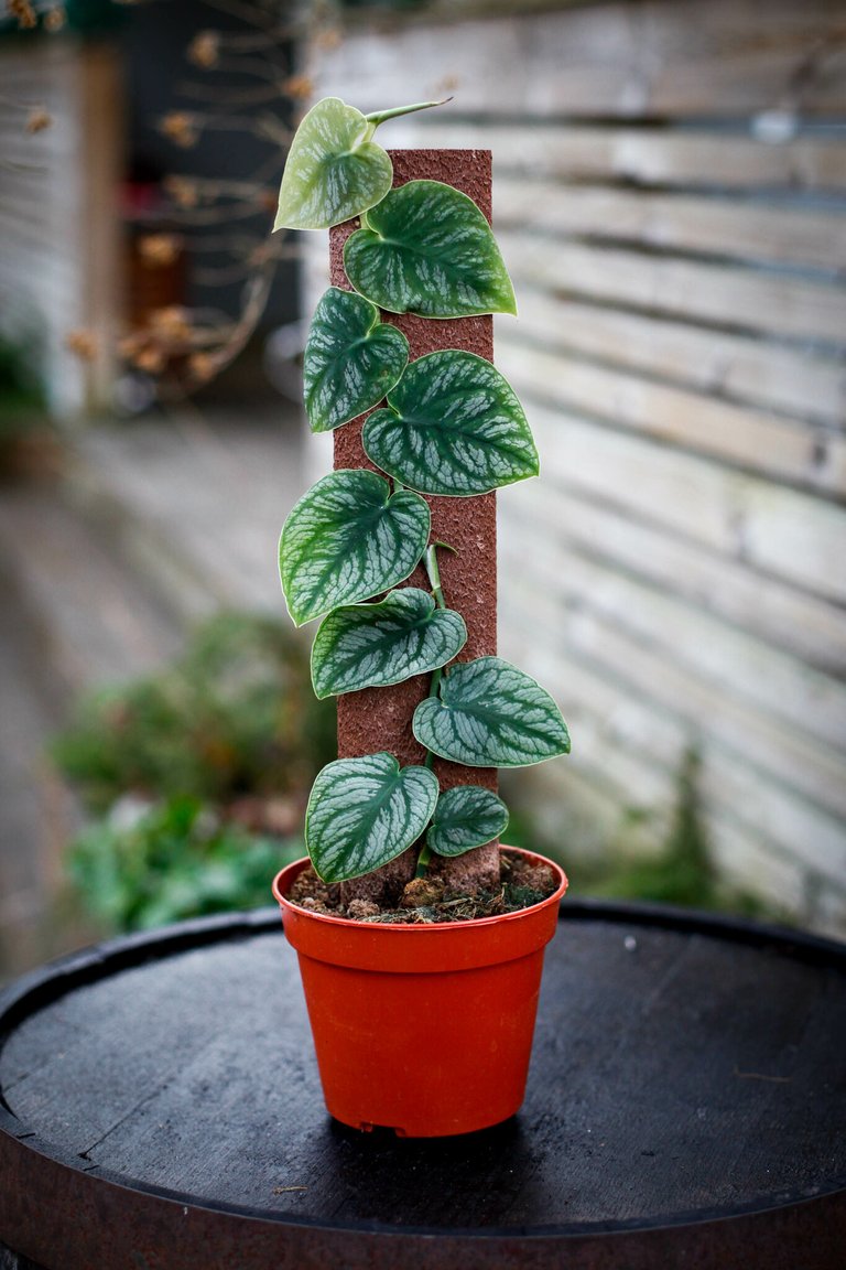 Monstera dubia på växtstöd 14 cm