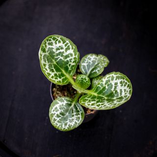 Primulina dryas syn. Streptocarpus 'Pretty Turtle'