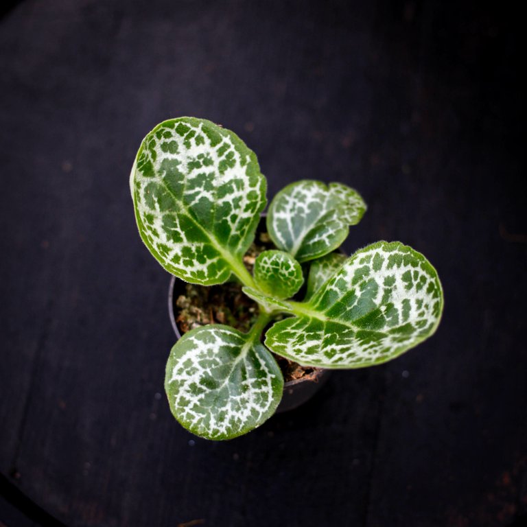 Primulina dryas syn. Streptocarpus 'Pretty Turtle'