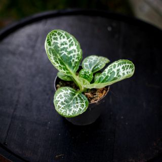 Primulina dryas syn. Streptocarpus 'Pretty Turtle'