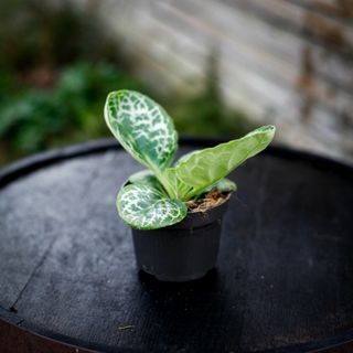 Primulina dryas syn. Streptocarpus 'Pretty Turtle'