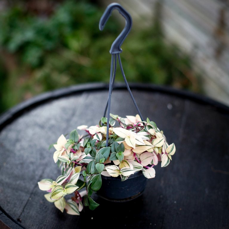 Tradescantia 'Tricolor' i ampel 10,5 cm