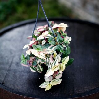 Tradescantia 'Tricolor' i ampel