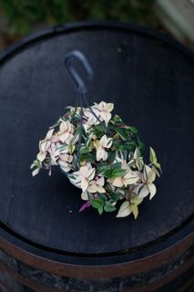 Tradescantia 'Tricolor' i ampel