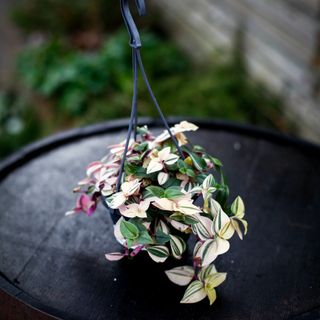 Tradescantia 'Tricolor' i ampel
