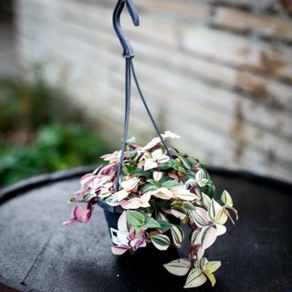 Tradescantia 'Tricolor' i ampel